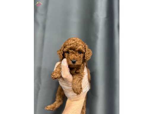YILBAŞI HEDİYESİ TOY POODLE YAVRULAR