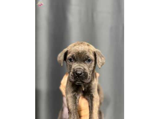 BLUE CANE CORSO YAVRULAR