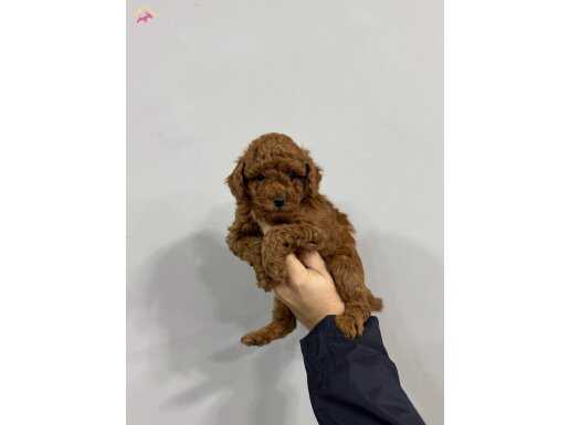 HARİKA GÜZELLİKTE TOY POODLE BEBEKLER