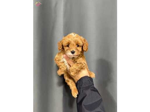 YILBAŞINA MİNİK MALTİPOO İLE MERHABA 