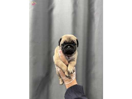 KREM RENK YILBAŞINA MUTLU GİRME GARANTİLİ PUG BEBEKLER