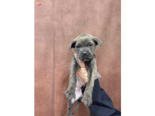 Dev cane corso bebekleri