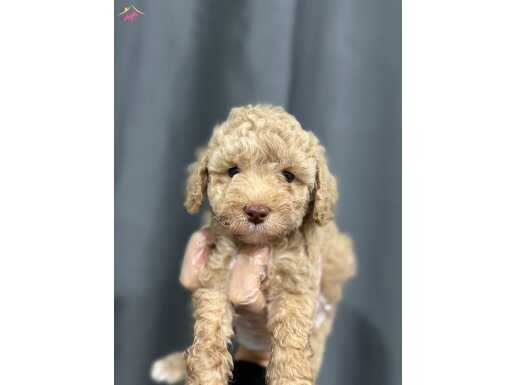 ETKİLEYİCİ GÜZELLİKKERİ İLE MİNYATÜR POODLE BEBEKLER