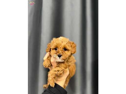 EŞİ BENZERİ OLMAYAN GÜZELLİKTE MALTİPOO