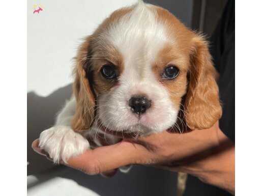 TÜRKİYEDE DAHA GÜZEl KİNG CHARLES BEBEKLERİ YOK