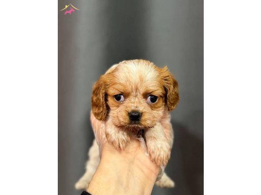 İsmi gibi güzel king charles bebekler