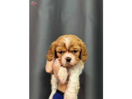 Etkileyici güzellikte king charles bebekler