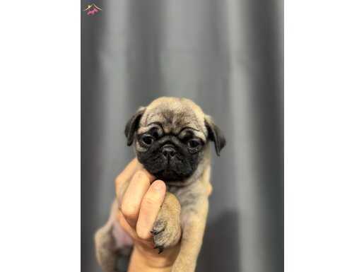 Simit kuyruk pug bebek