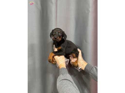 SİYAH RENK DOBERMAN YAVRULARI 