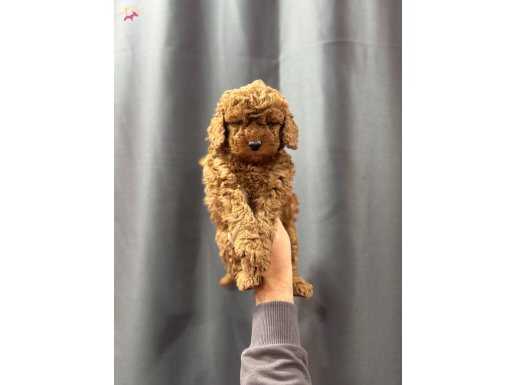 Evinizin minik bebeği toy poodle yavrular