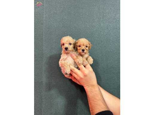 Avuç İçine Sığan Safkan Teacup Maltipoo Yavruları