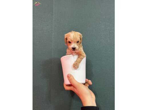Avucunuza Sığan Peluş Mucize: Safkan Mikro Maltipoo Bebekler