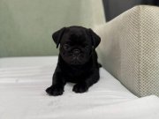 Siyah pug bebek yüz yavrular mevcut