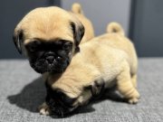 Krem renk simit kuyruk pug bebekler