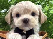 TEACUP KISA BACAK MALTİPOO BEBEKLER