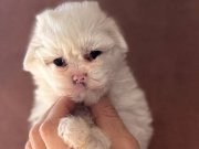 MİNİ BOY MALTESE TERRİER BEBEKLER