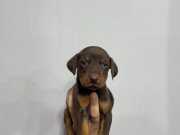 EN İYİ DOBERMAN BEBEKLER KIZIL RENK ÜLKEDE TEK