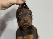 EN KALİTE KIZIL DOBERMAN YAVRULAR