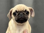 İSTANBULDA EMSALİ OLMAYAN PUG BEBEKLER