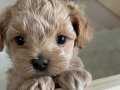 SAFKAN IRK GARANTİLİ MALTİPOO YAVRULARI MEVCUT
