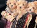 SAFKAN IRK GARANTİLİ MALTİPOO YAVRULARI