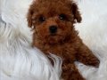 SAFKAN IRK GARANTİLİ MİNYATÜR POODLE YAVRULARI MEVCUT