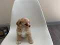 SAFKAN MALTİPOO YAVRULARI MEVCUT