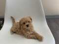 EVİNİZİN YENİ BEBEĞİ MALTİPOO YAVRULARI MEVCUT