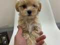 SAFKAN MALTİPOO YAVRULARI MEVCUT