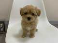 EVİNİZİN BEBEĞİ MALTİPOO YAVRULARI MEVCUT