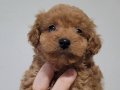 SAFKAN IRK GARANTİLİ TOY POODLE