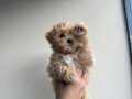 EVİNİZİN BEBEĞİ MALTİPOO YAVRULARI MEVCUT