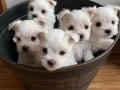 Minik maltese terrier yavrularımız mevcut