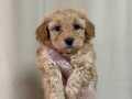EVİNİZİN NEŞESİ MALTİPOO YAVRULARIMIZ MEVCUT