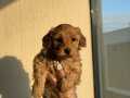 BABY FACE MALTİPOO YAVRULARI