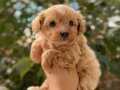 TEACUP MALTİPOO YAVRULARI 