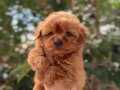 Teacup maltipoo bebekleri