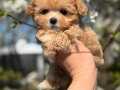BABY FACE MALTİPOO YAVRULARI MEVCUT