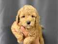 Mini toy poodle yavruları 