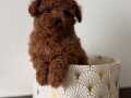 Teacup Poodle yavruları mevcut