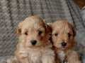 Safkan ırk garantili maltipoo