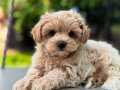 Baby face maltipoo yavruları mevcut kısa bacak