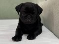 MİNİK PUG BEBEKLERİZ 