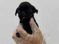 MİNİ MİNİ PUG YAVRULARI