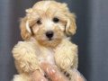 Mini maltipoo bebekler