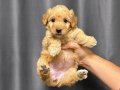 Bebek maltipoo yavruları 