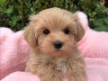 Mini maltipoo bebekler