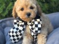 Mini mini bebekler maltipoo
