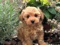 Mini maltipoo yavruları