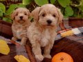 Safkan ırk garantili maltipoo yavrular